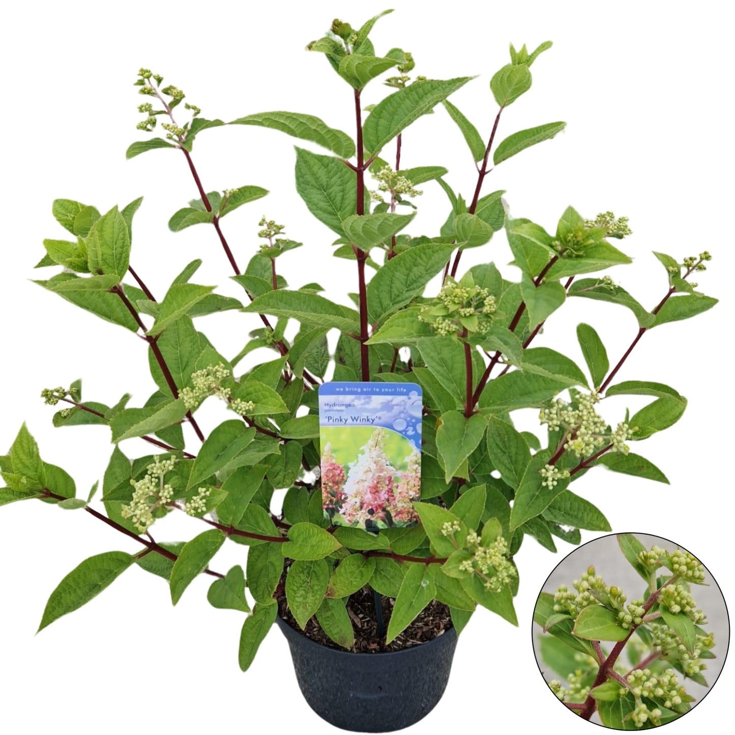 Hydrangea pan. Pinky Winky 60cm 26cm Pot