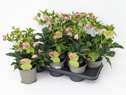 Helleborus or. Double Ellen Red 45cm 14cm Pot