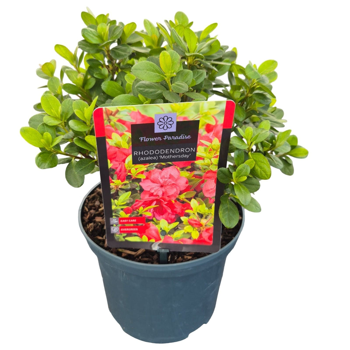 Rhododendron Mother's Day 35cm 18cm Pot
