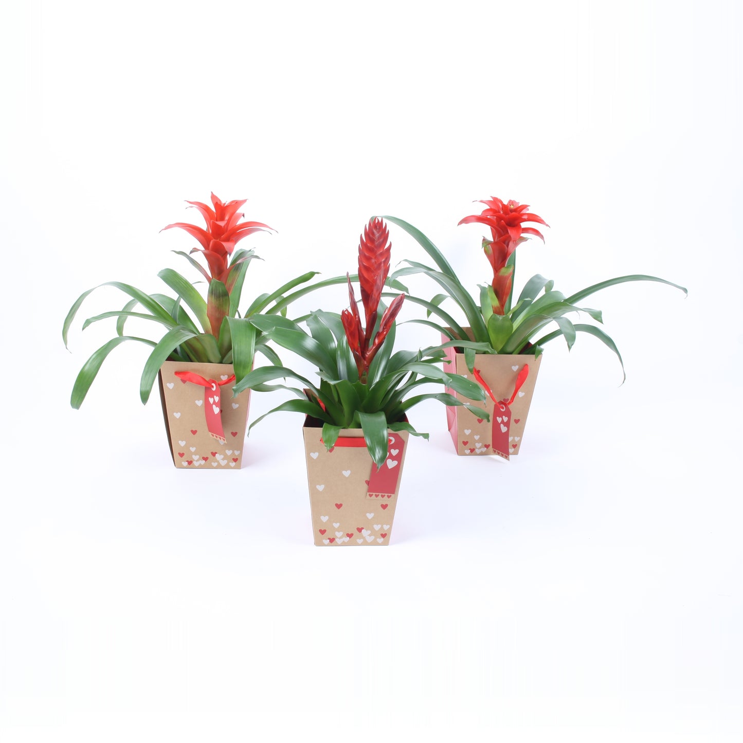 Bromelia mix 40cm 13cm Pot
