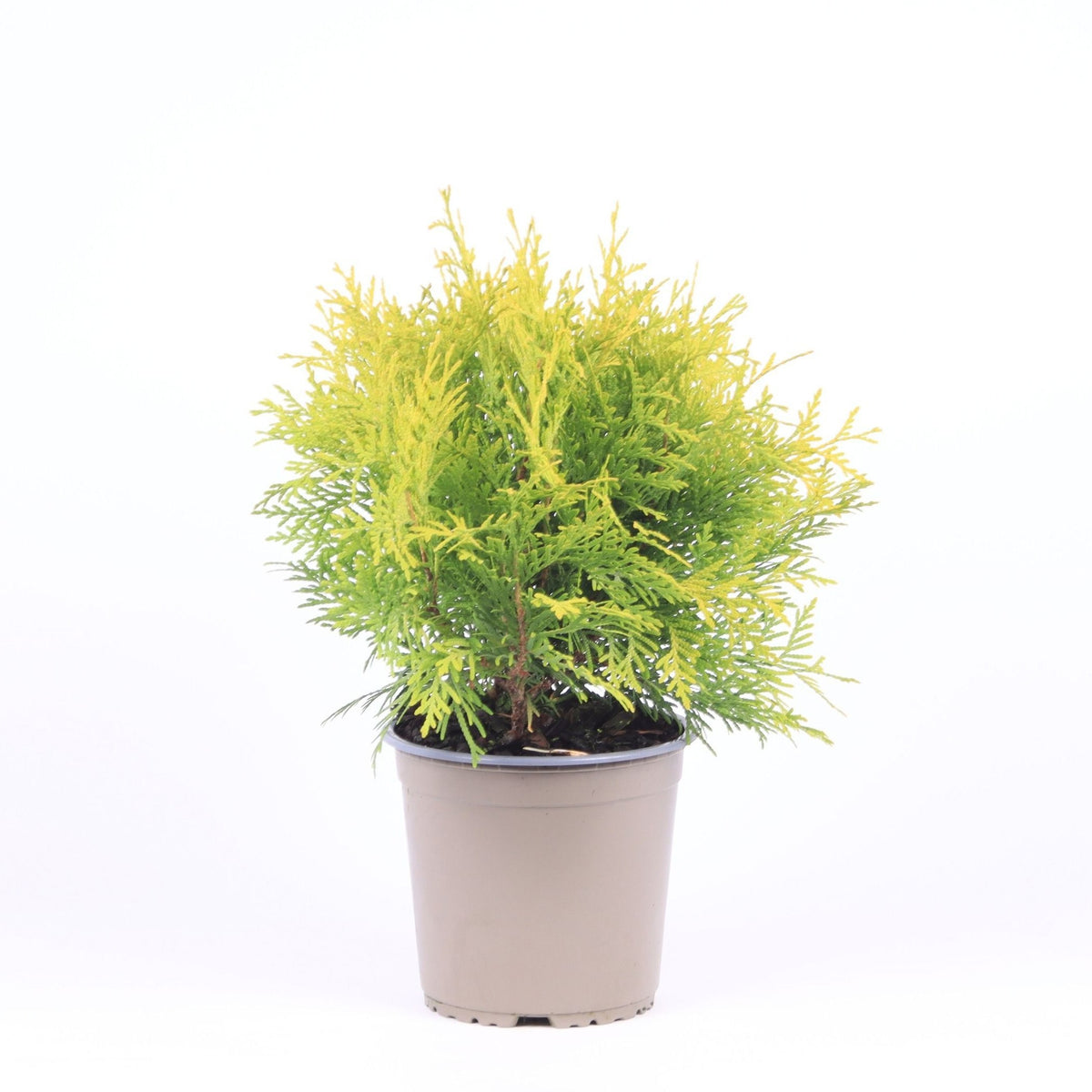 Thuja occidentalis Golden Globe 40cm 15cm Pot