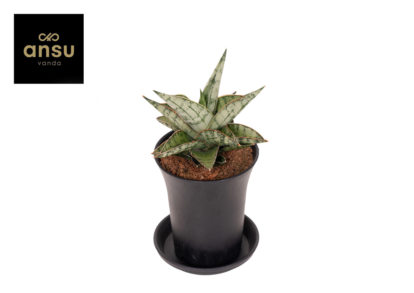 Sansevieria Comet Queen Marble 15cm 7.5cm Pot
