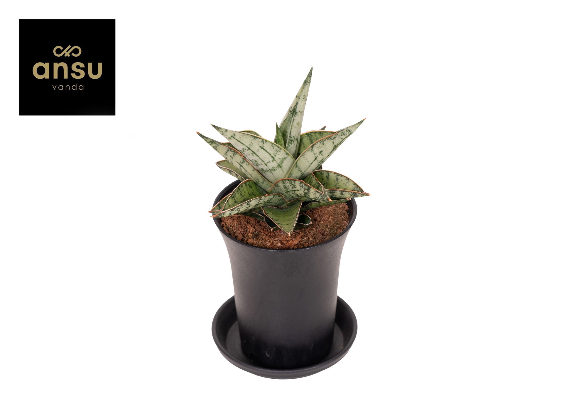 Sansevieria Comet Queen Marble 15cm 7.5cm Pot