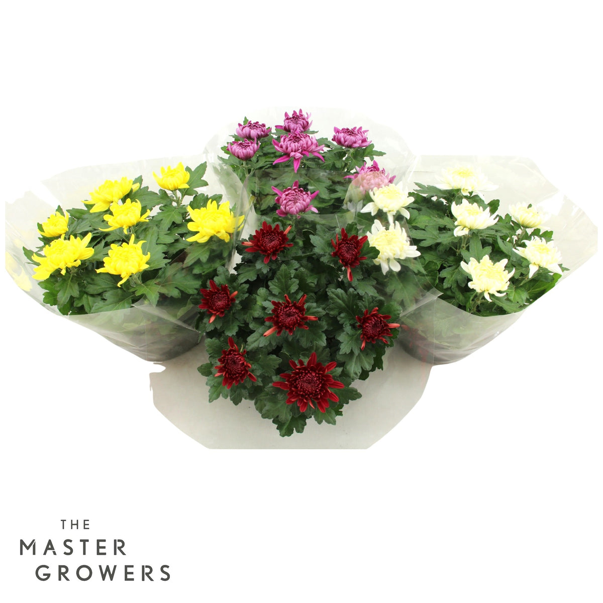 Chrysanthemum Cosmo mix 32cm 23cm Pot
