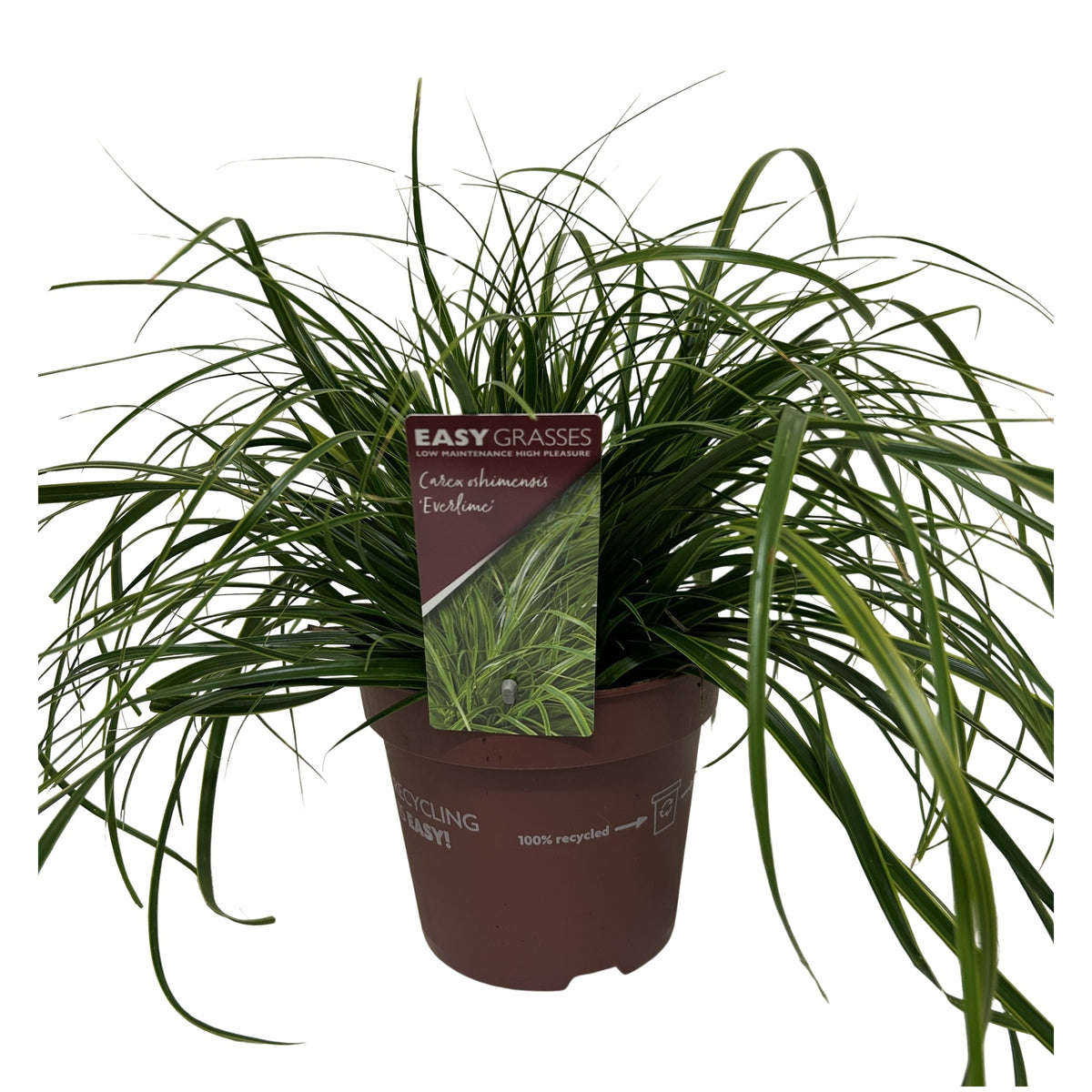 Carex osh. Evercolor Everlime 35cm 17cm Pot
