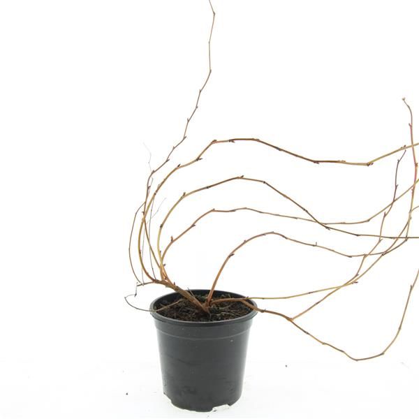 Stephanandra tanakae 10cm 14cm Pot