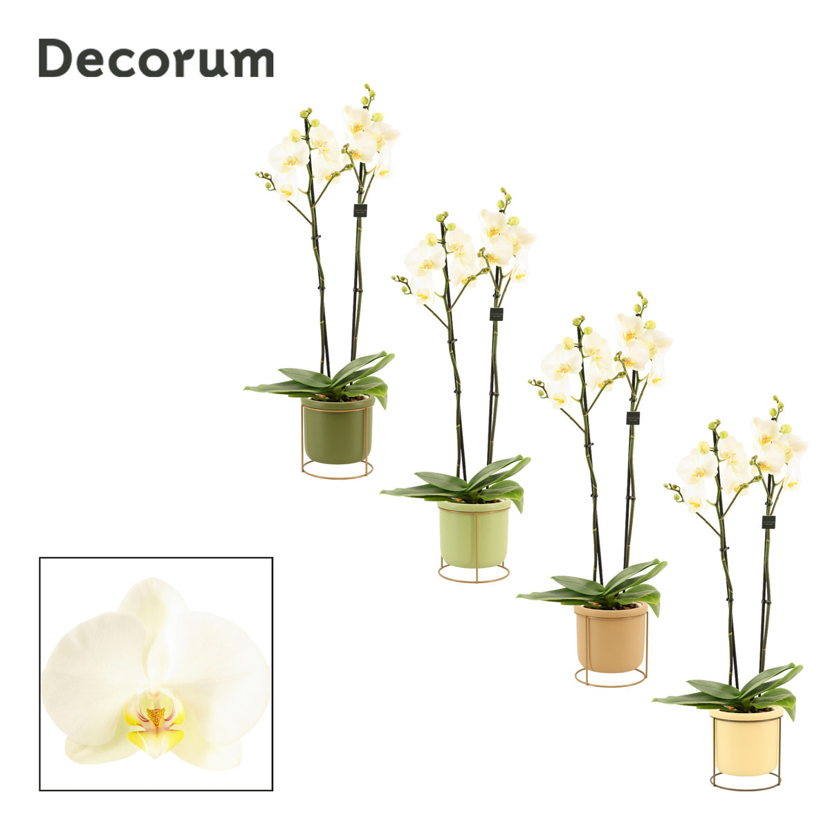 Phalaenopsis white 65cm 12cm Pot