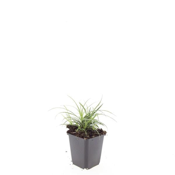 Luzula nivea 5cm 9cm Pot