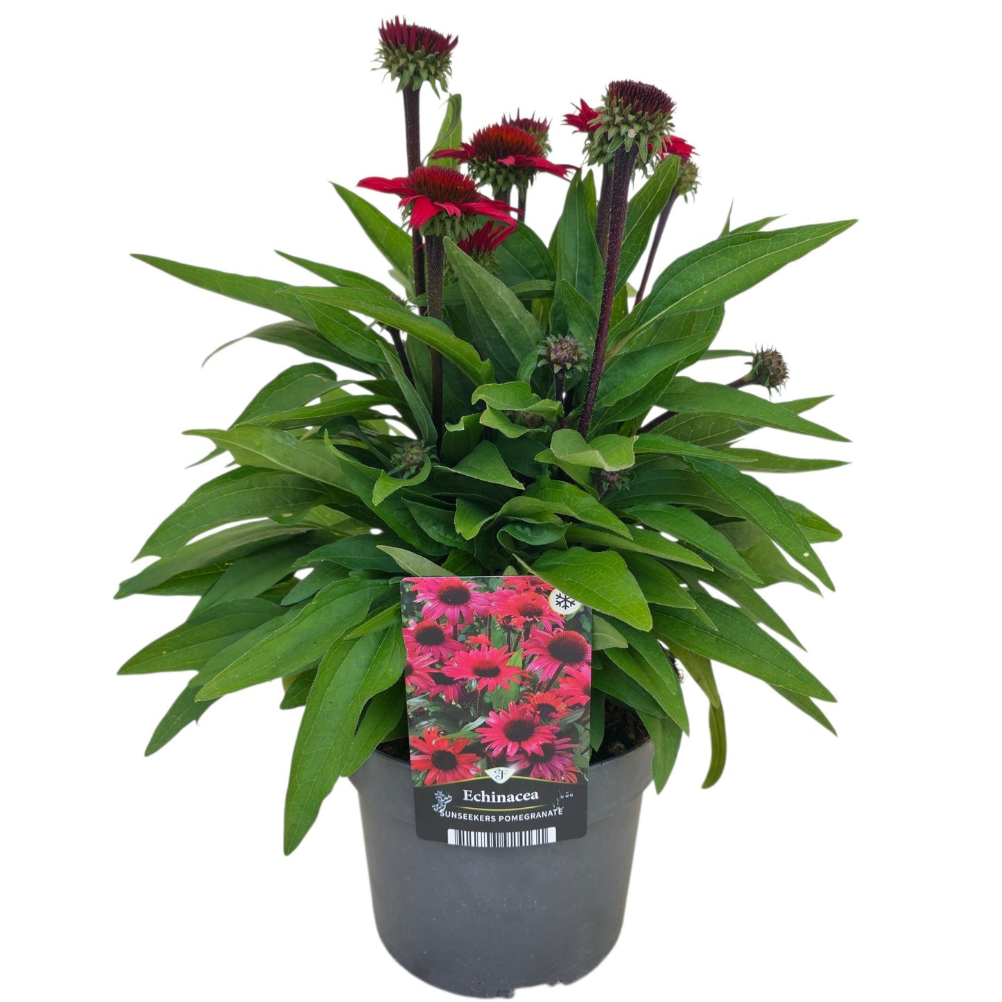 Florizon Plants Echinacea sunseekers Pomegranate Pack of 6