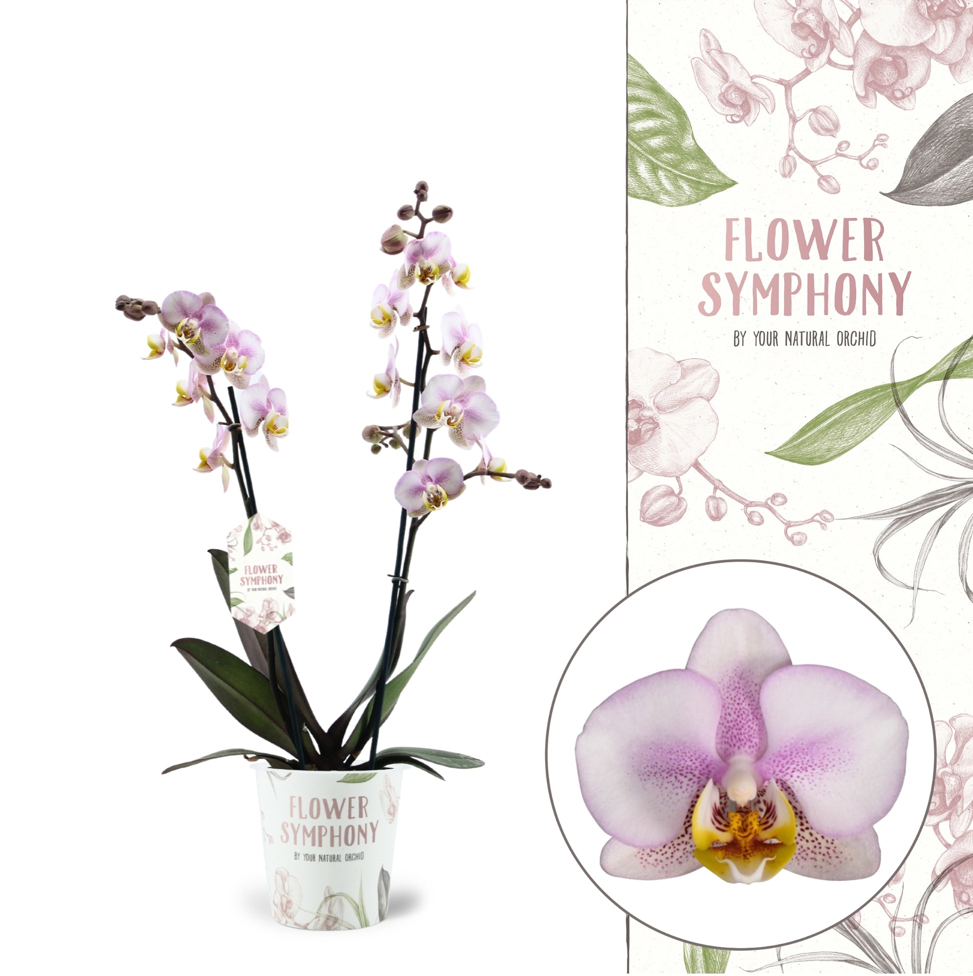 Phalaenopsis mf. Aromio Carola 45cm 12cm Pot
