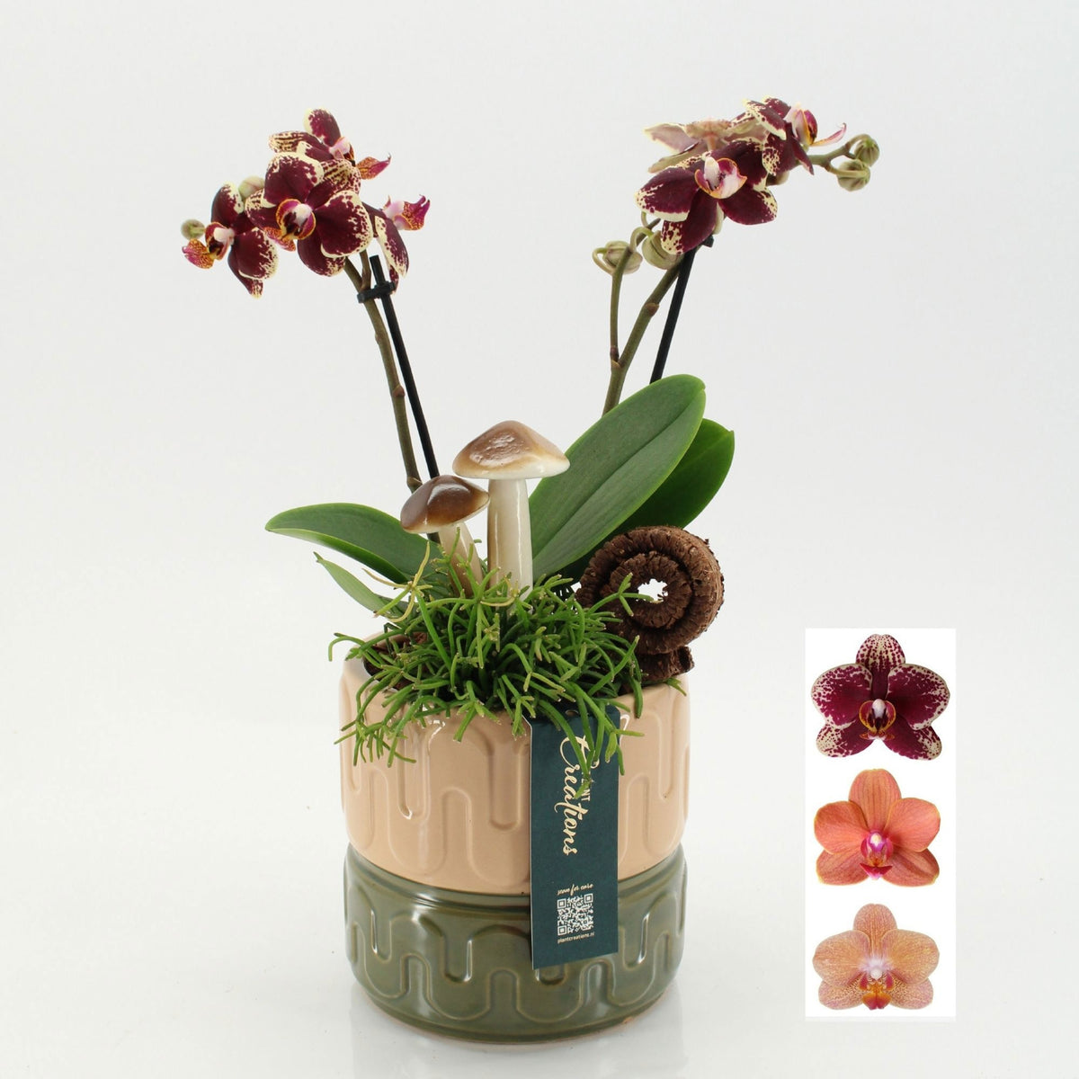PHALHE-2605 Autumn Phalaenopsis 45cm 14cm Pot