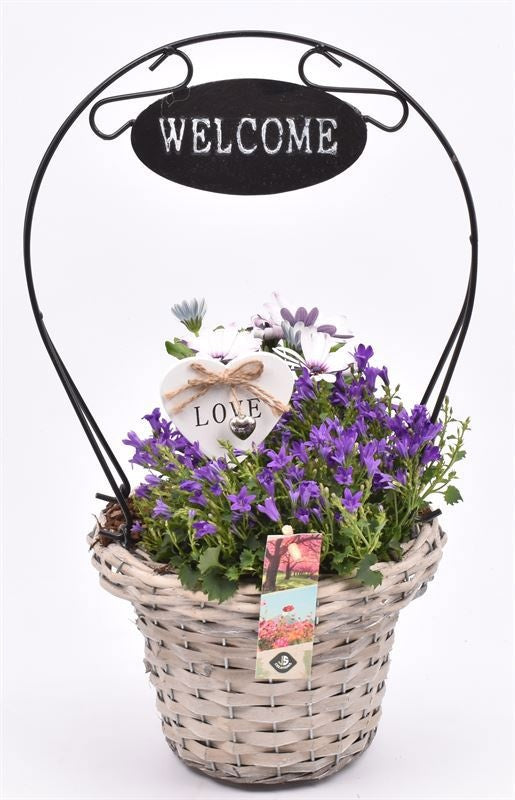 Outdoor arrangement 21cm Pot