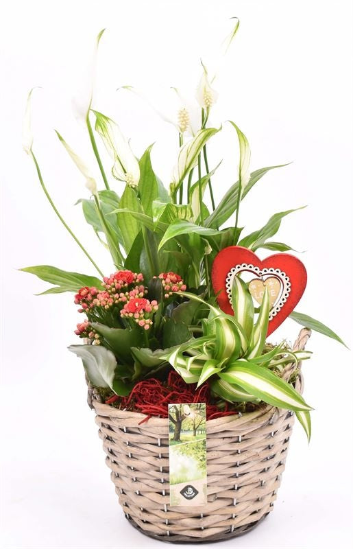 Indoor arrangement 18cm Pot