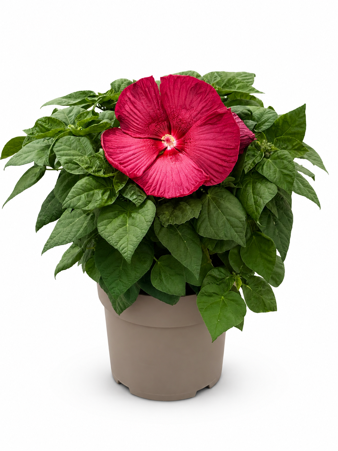 Maron BV Hibiscus mos. Luna mix Pack of 1