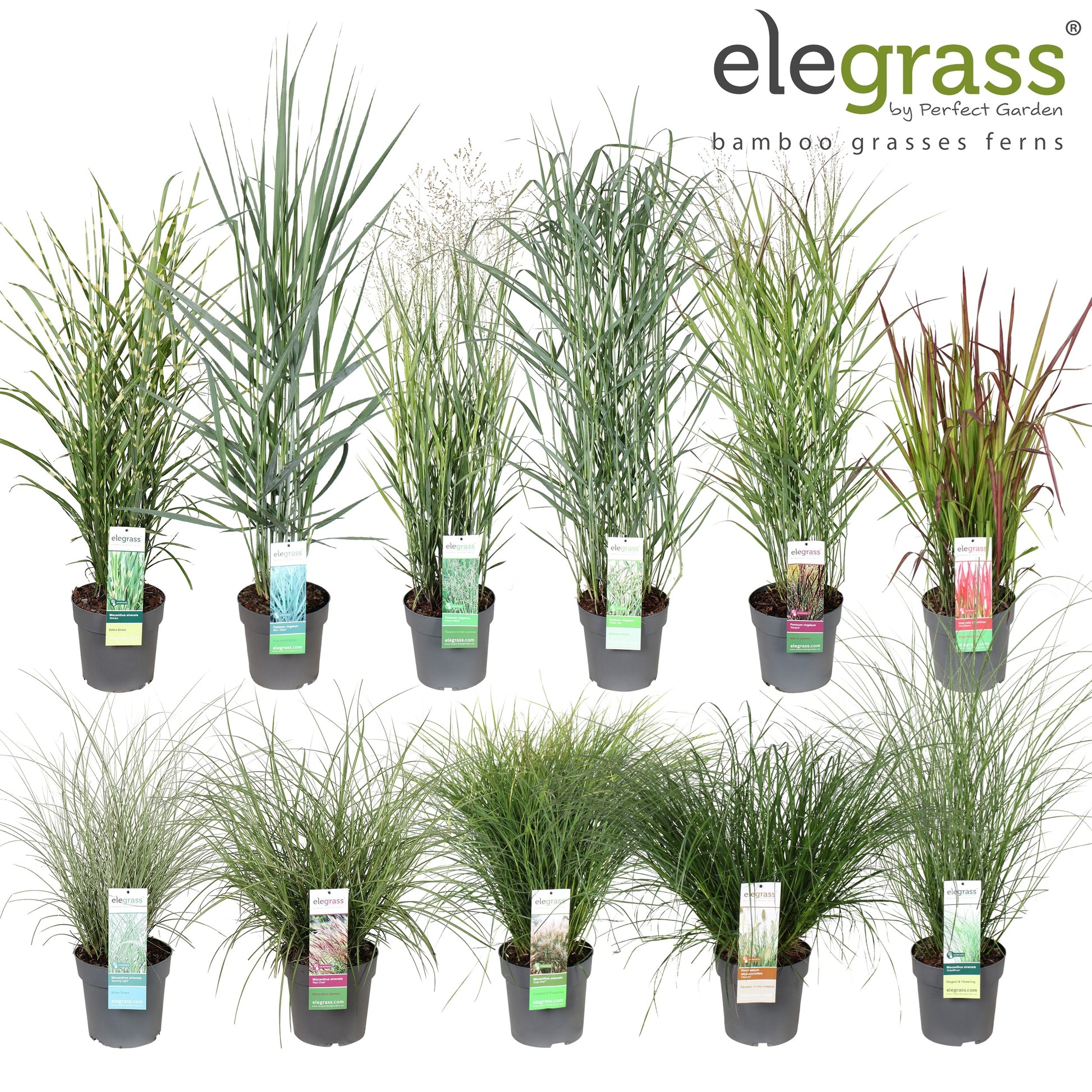 Miscanthus sinensis 100cm 23cm Pot