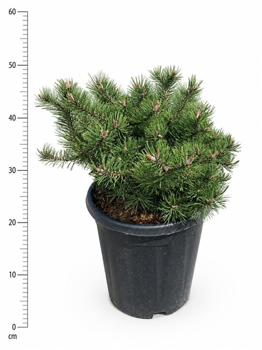 Pinus hybrid 50cm 32cm Pot