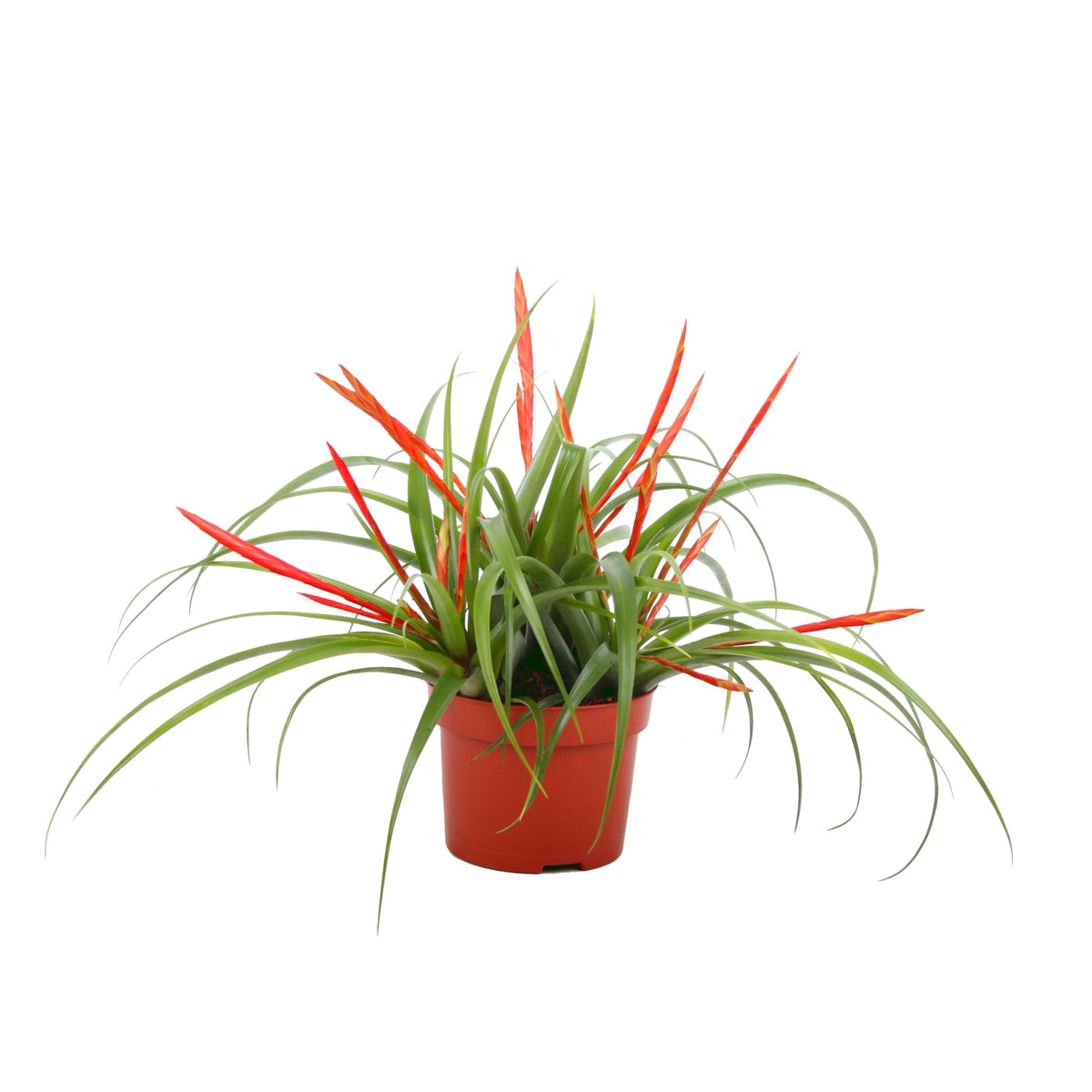 Tillandsia flabellata 30cm 12cm Pot