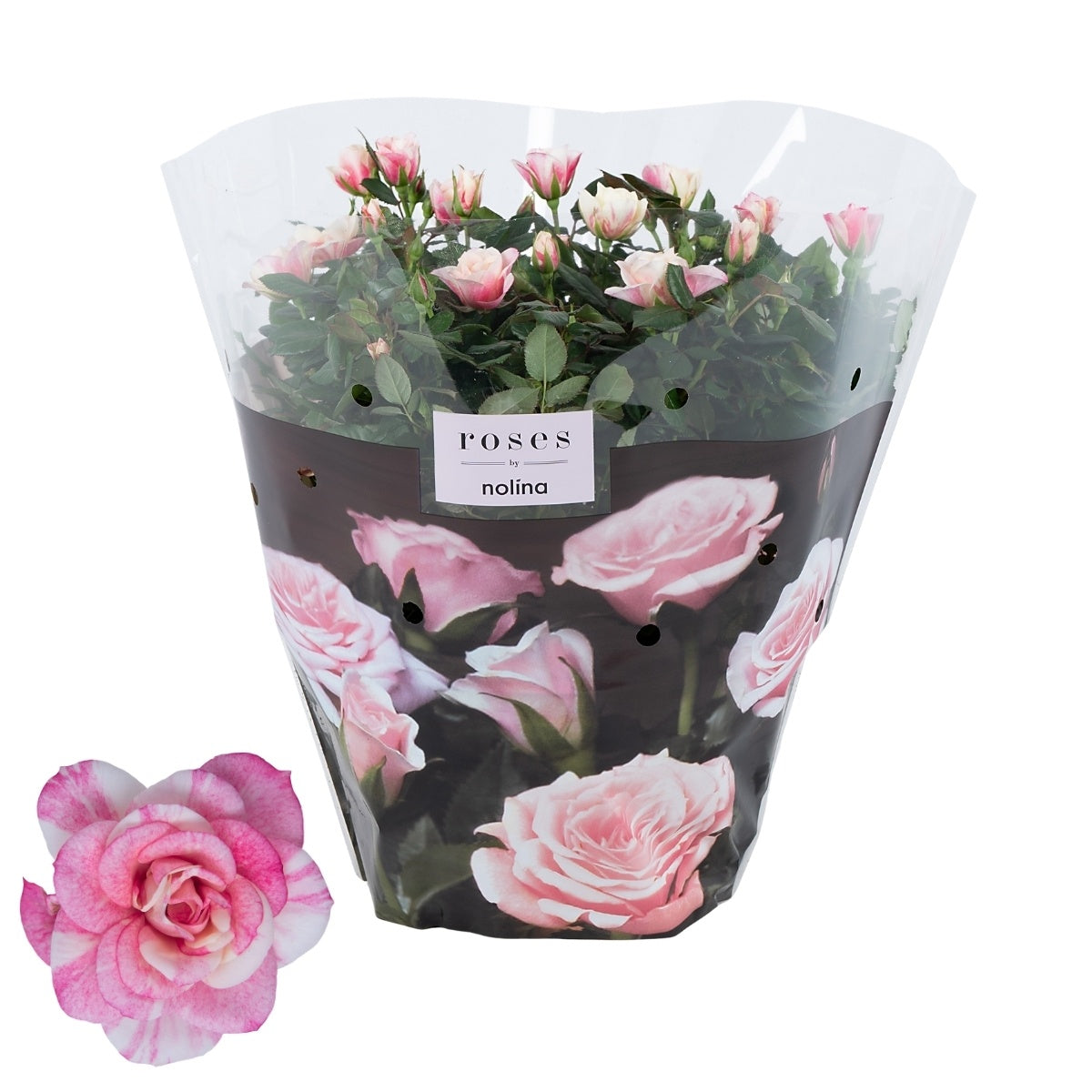 Rosa victory Piia 32cm 23cm Pot