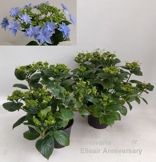 Hydrangea macr. Hovaria mix 40cm 19cm Pot