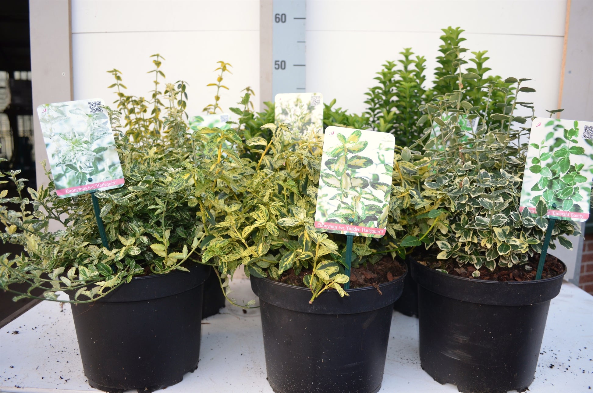 Euonymus japonicus mix 30cm 23cm Pot