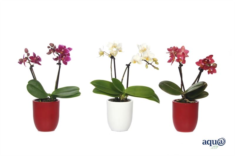 Phalaenopsis hybrid 17cm 6cm Pot