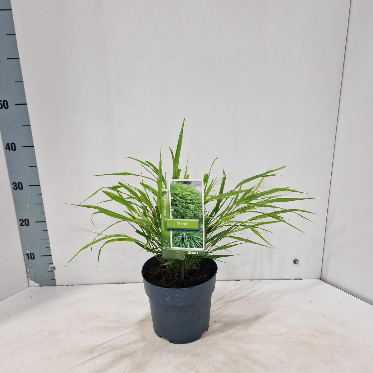 Hakonechloa macra 35cm 17cm Pot