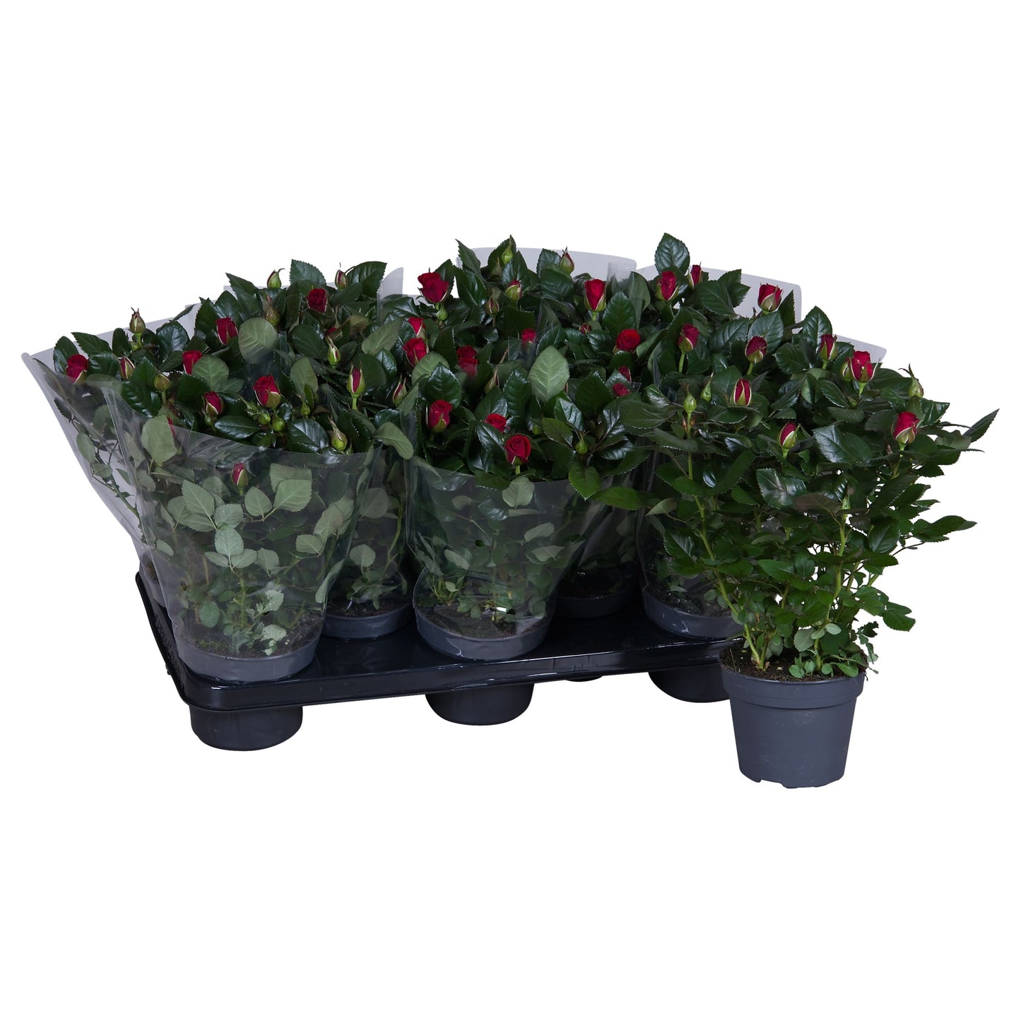 Rosa red 36cm 13cm Pot