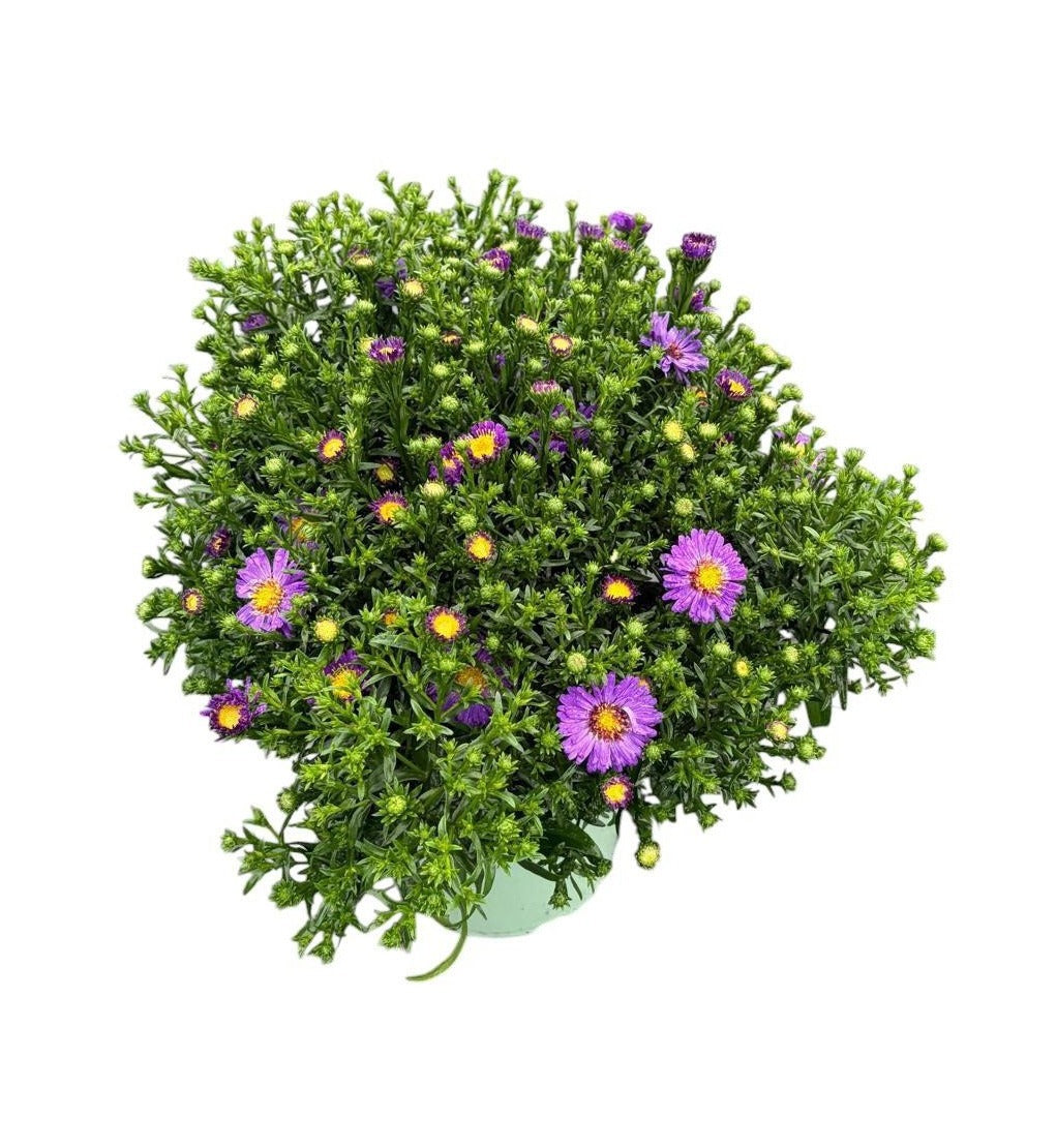 Woudenberg, VOF Gebr. van Aster nb. Henri I Purple Pack of 6