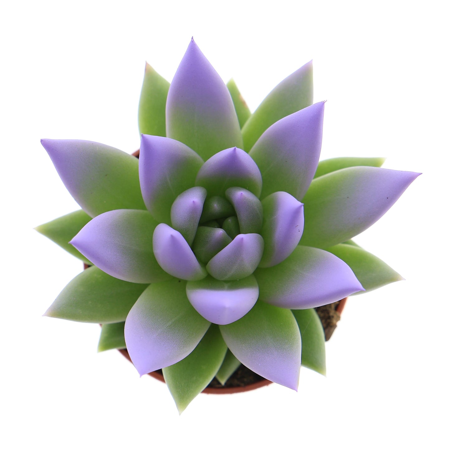 Euro Cactus Holland Bv Miranda tips dark milka Pack of 20