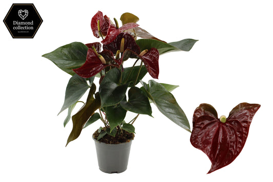 Anthurium Tranquillo 57cm 17cm Pot