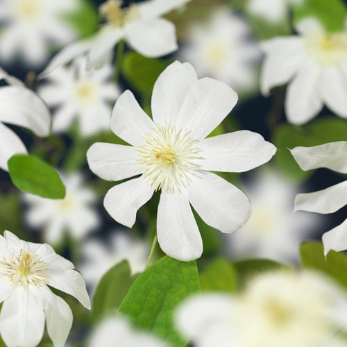 Clematis pat. Wada's Primrose 40cm 11cm Pot