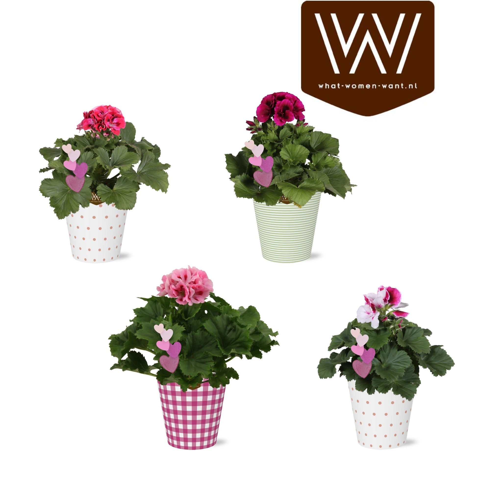 Pelargonium gr. mix 25cm 12cm Pot