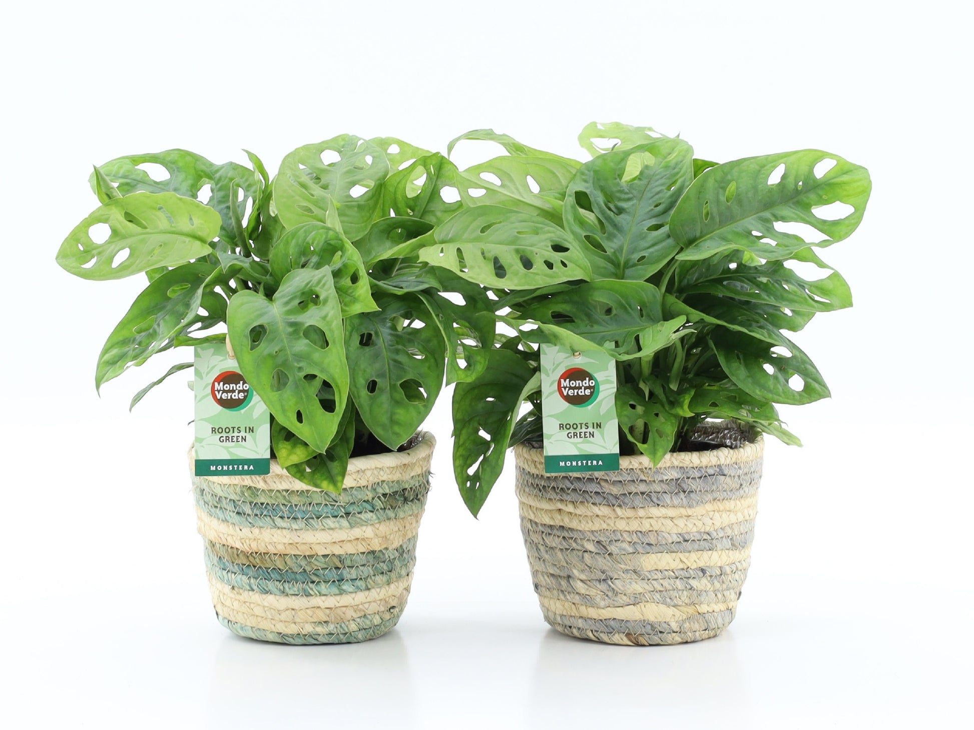 Monstera adansonii 25cm 14cm Pot