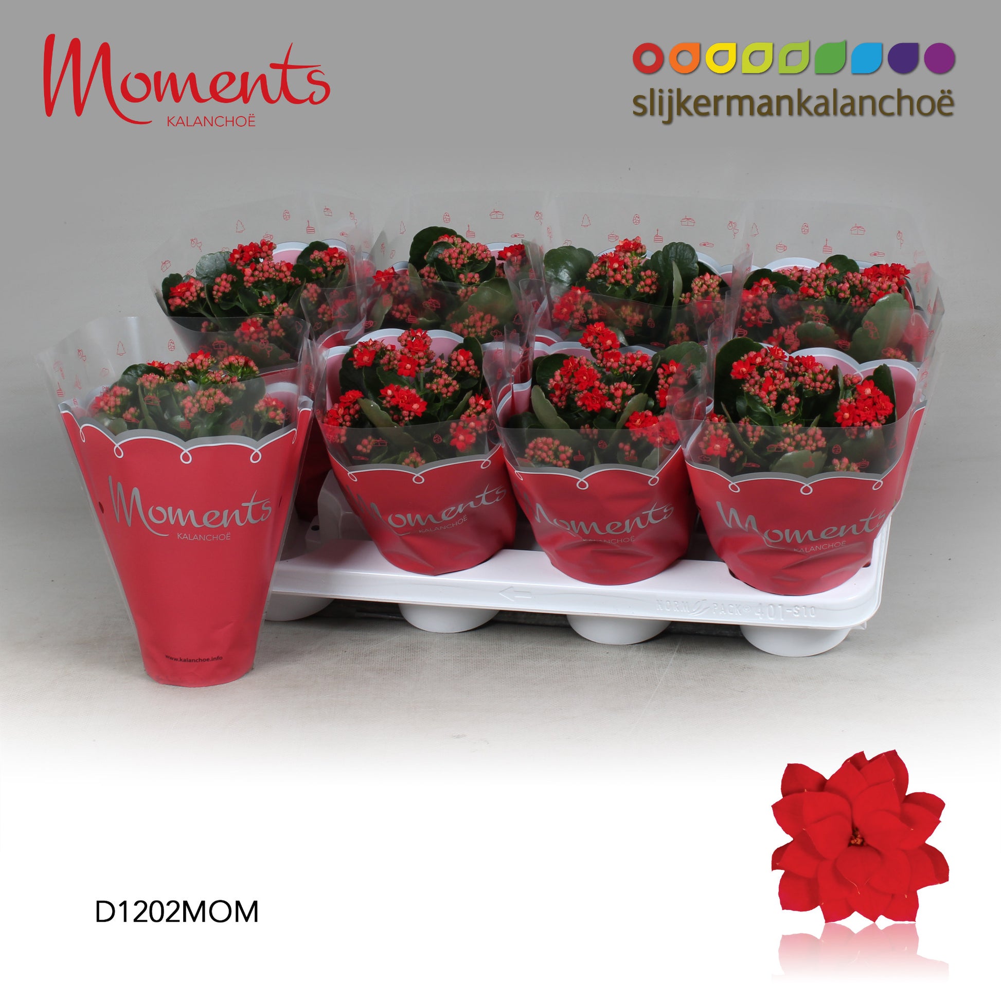 SlijkermanKalanchoe Kalanchoe Secret Red Pack of 8