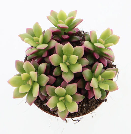 Anacampseros rufescens sunrise pink 10cm Special Pot (508)