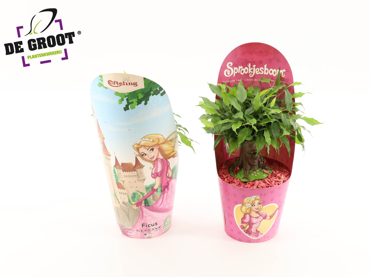 Ficus benj. Green Kinky 35cm 14cm Pot