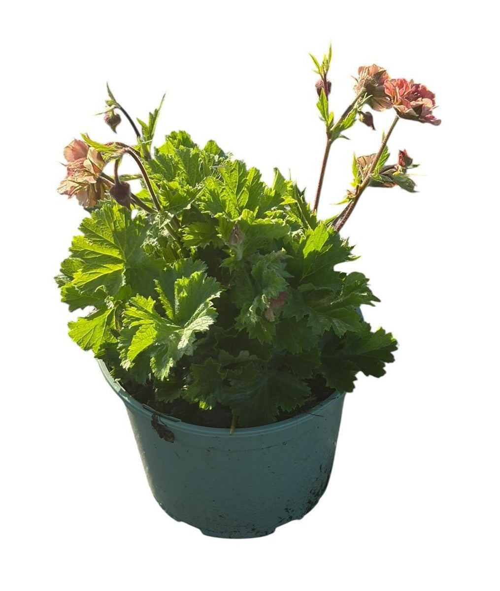 Geum Pretticoats Peach 35cm 17cm Pot