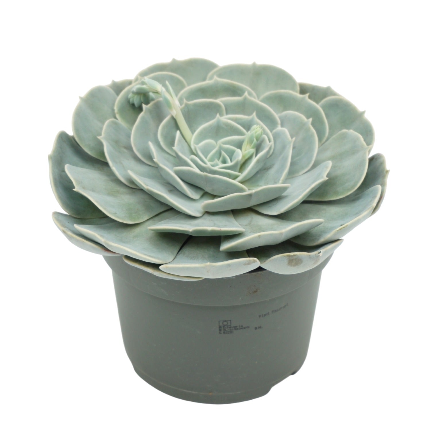 Echeveria Pollux 15cm 13cm Pot
