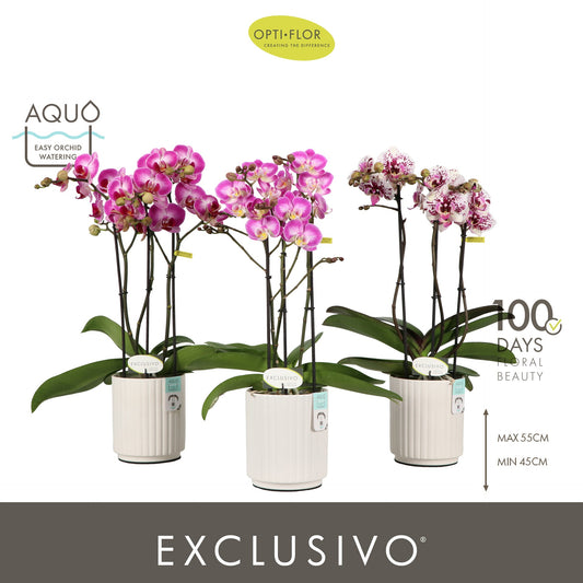 Opti-Flor Phalaenopsis Exclusivo mix Pack of 6