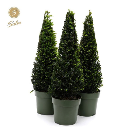 Taxus baccata 75cm 21cm Pot