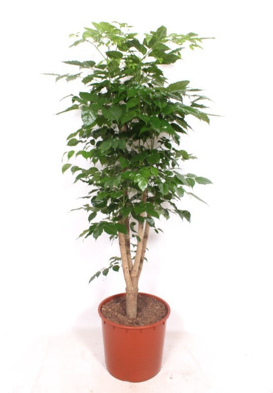 Radermachera sinica 180cm 34cm Pot