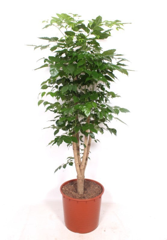 Radermachera sinica 200cm 34cm Pot