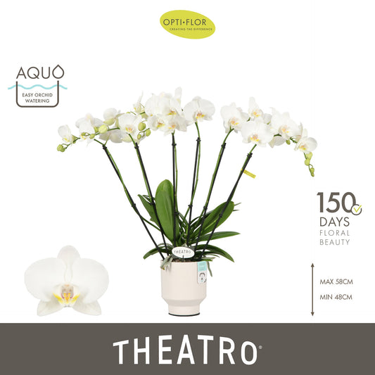Phalaenopsis white 60cm 12cm Pot