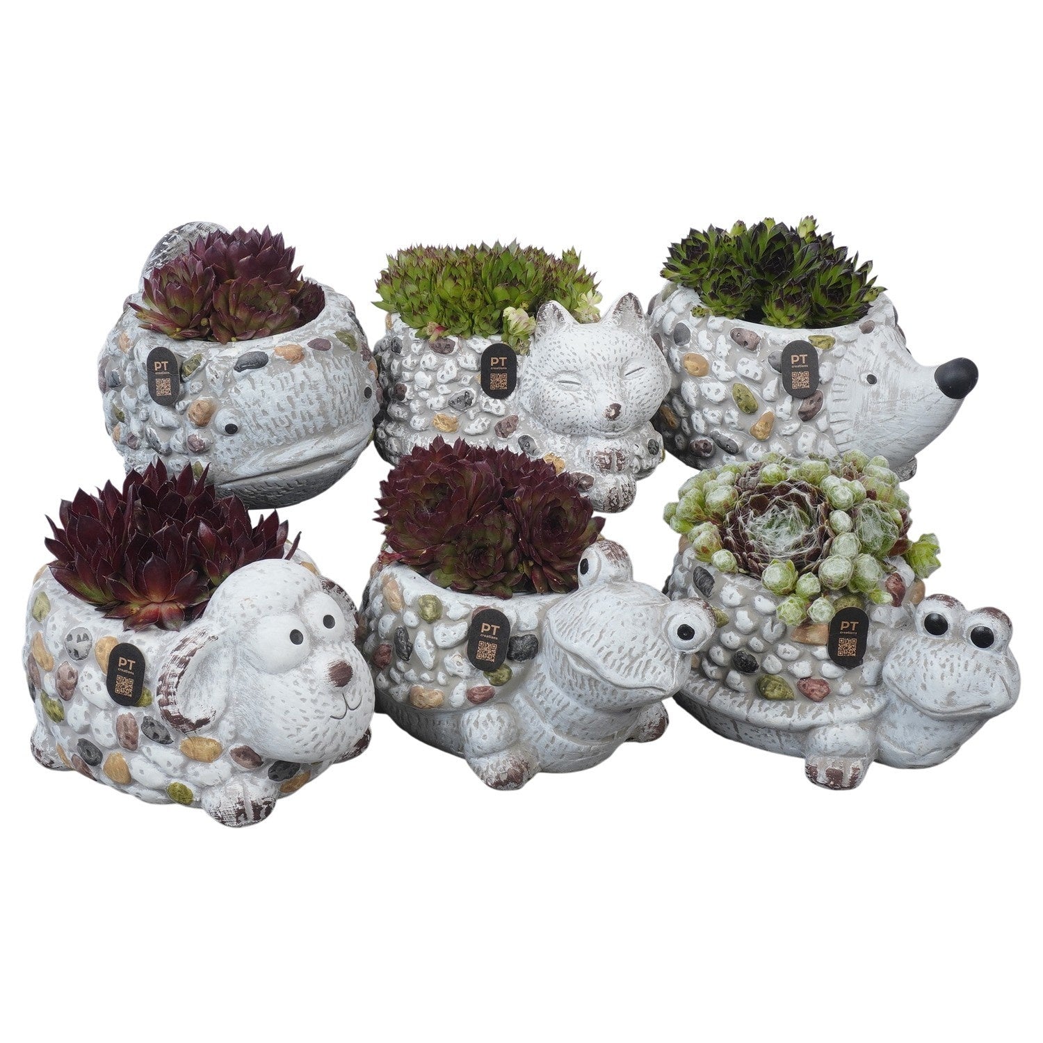 arr. Sempervivum 14cm 20cm Pot