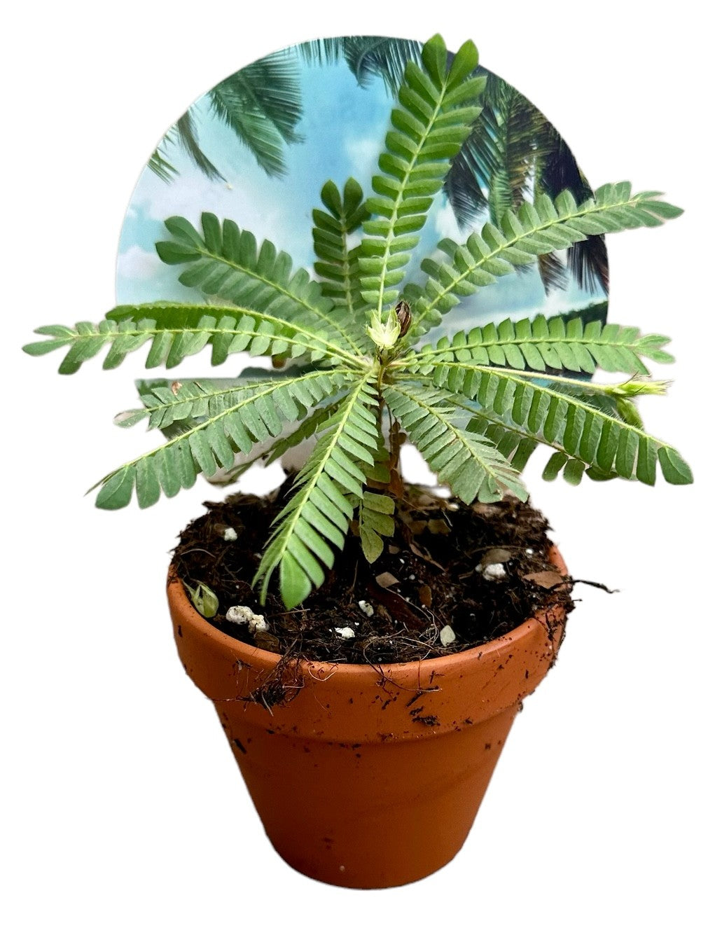 J.M. Plants, Kwekerij Biophytum sensitivum Pack of 12