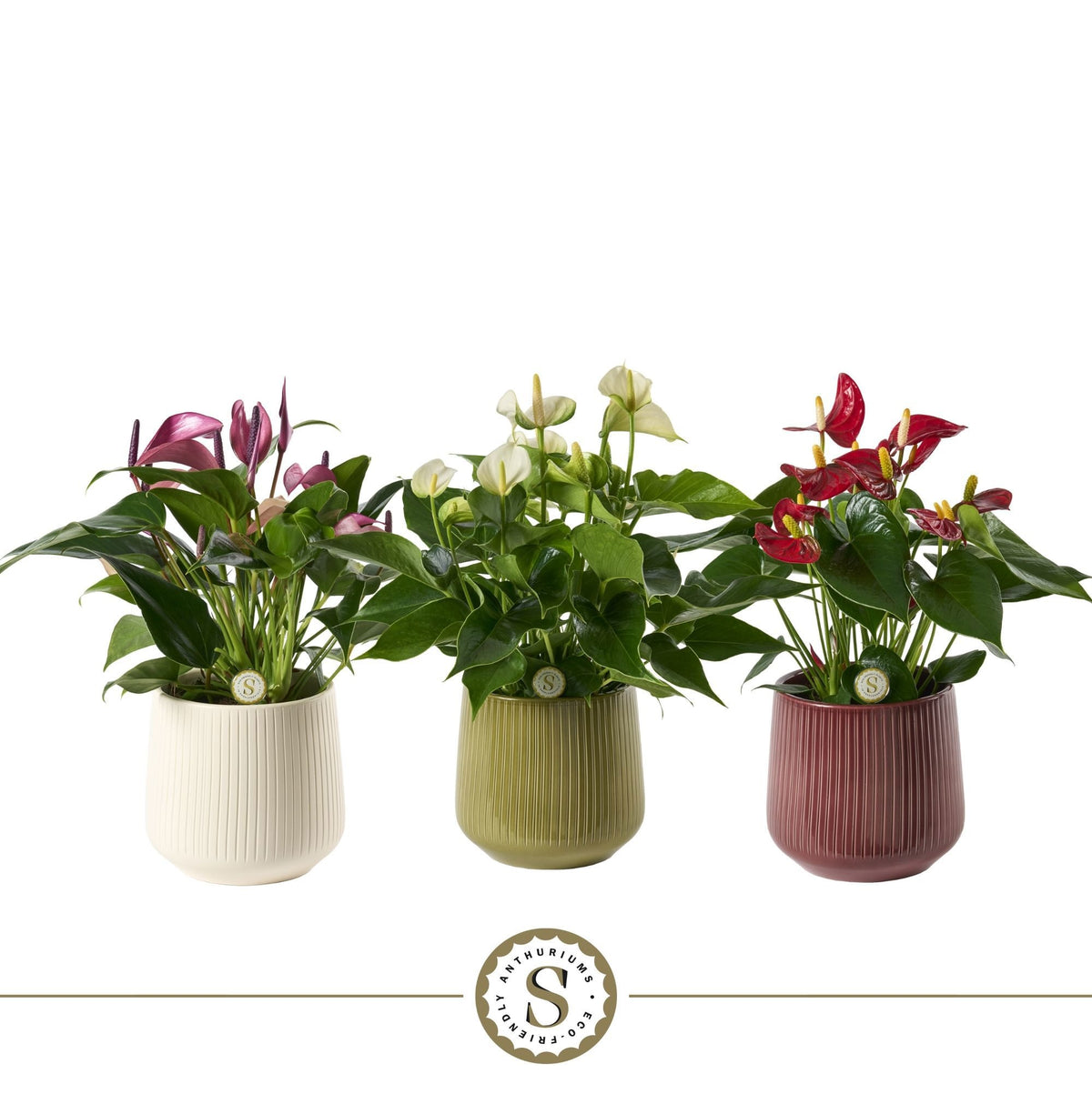 Anthurium mix 40cm 12cm Pot