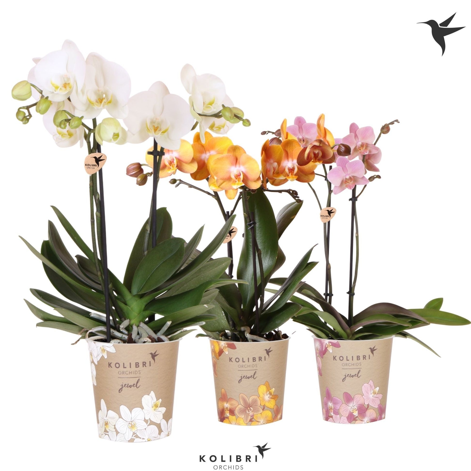 Phalaenopsis Jewel mix 45cm 12cm Pot