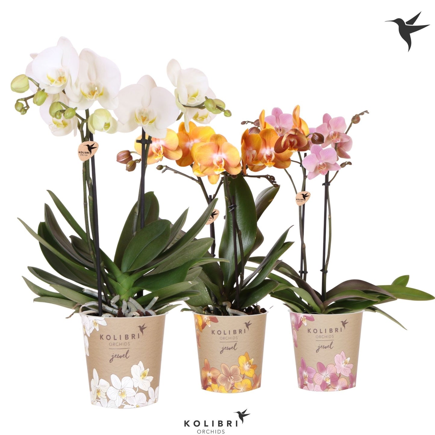 Phalaenopsis mix ceramic 45cm 12cm Pot