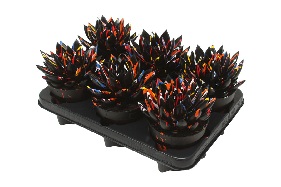Echeveria colored black 15cm 12cm Pot