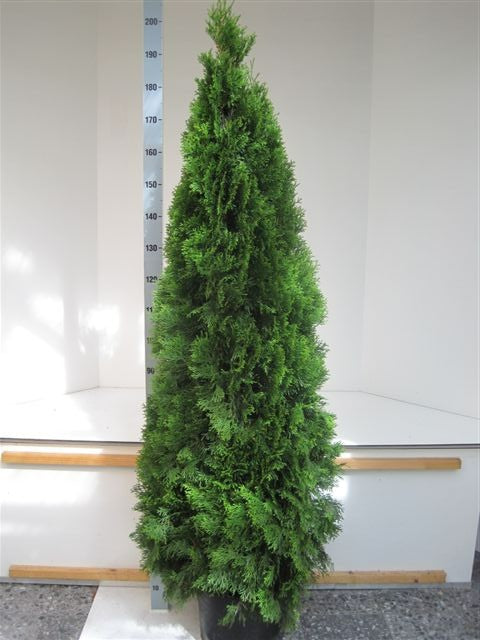 Thuja occidentalis Smaragd 190cm 31cm Pot